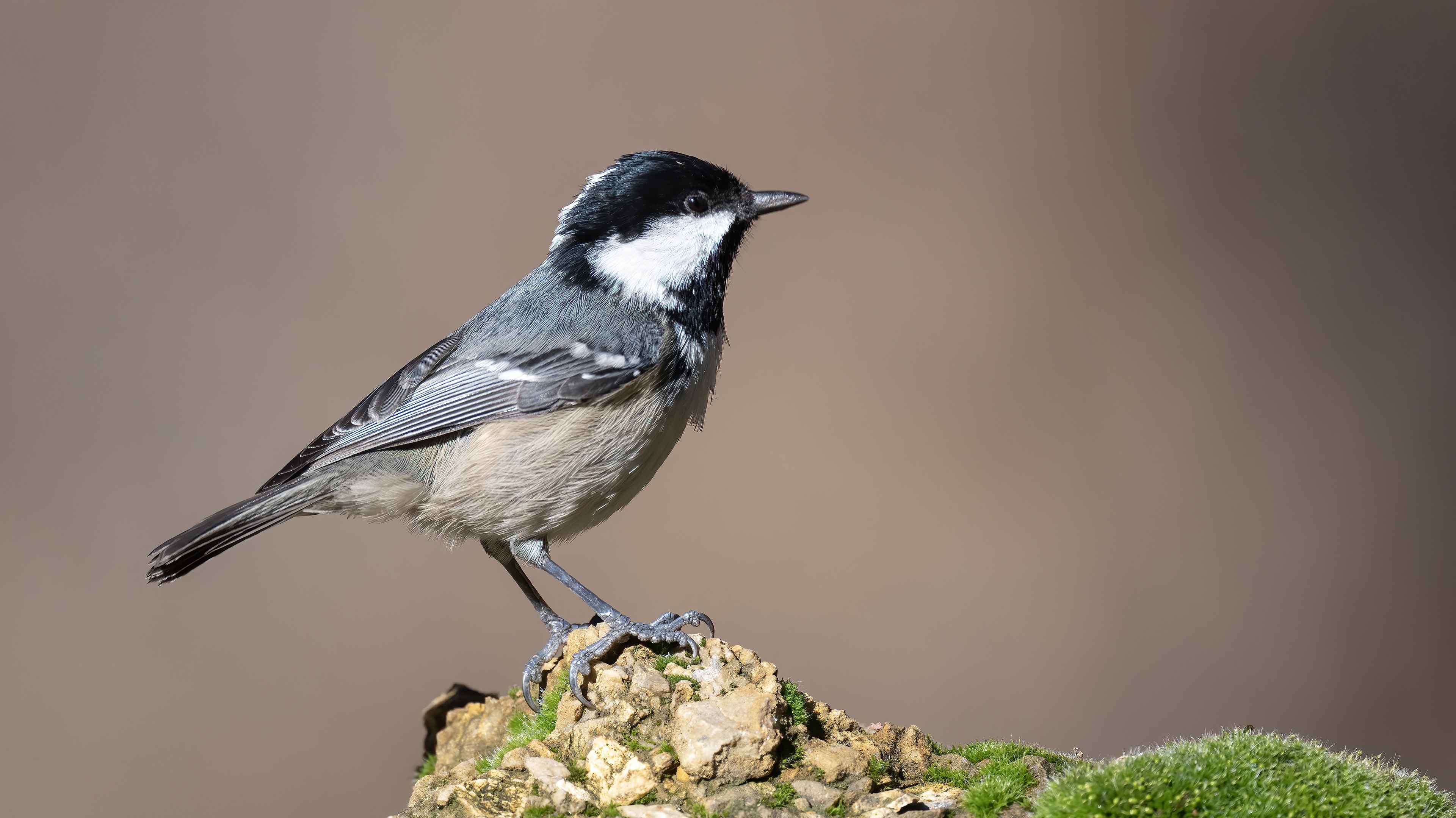 Coal Tit